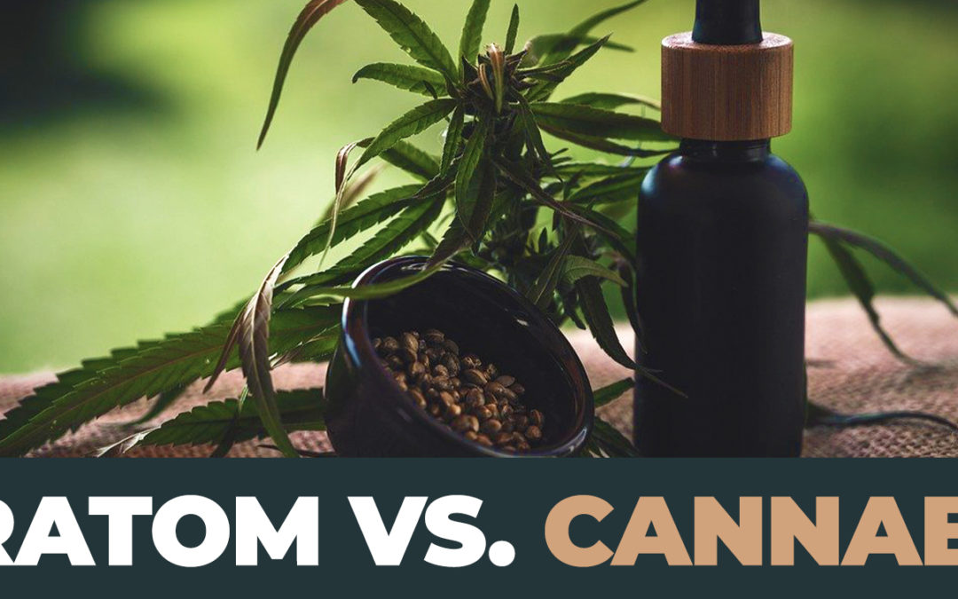 Kratom Vs. Cannabis: Decoding The Differences